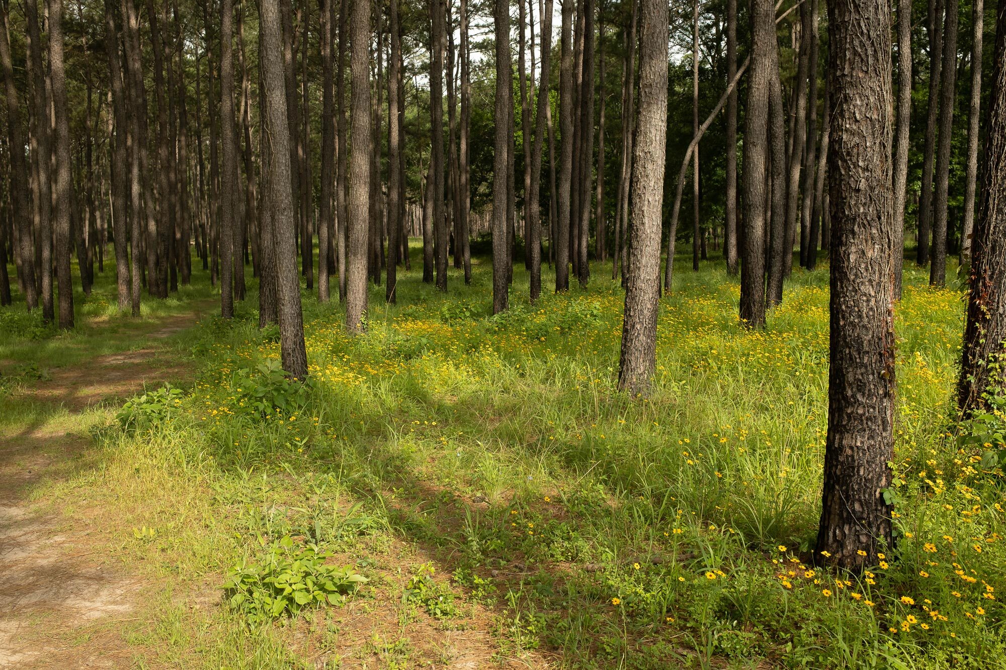 The Voice Of Forestry In Texas For More Than 100… | Texas Forestry